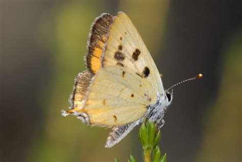 lycaena Hermes